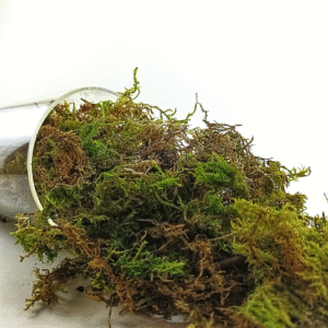 Musgo Verde Natural – Especial para Kokedamas y Humedad de Helechos